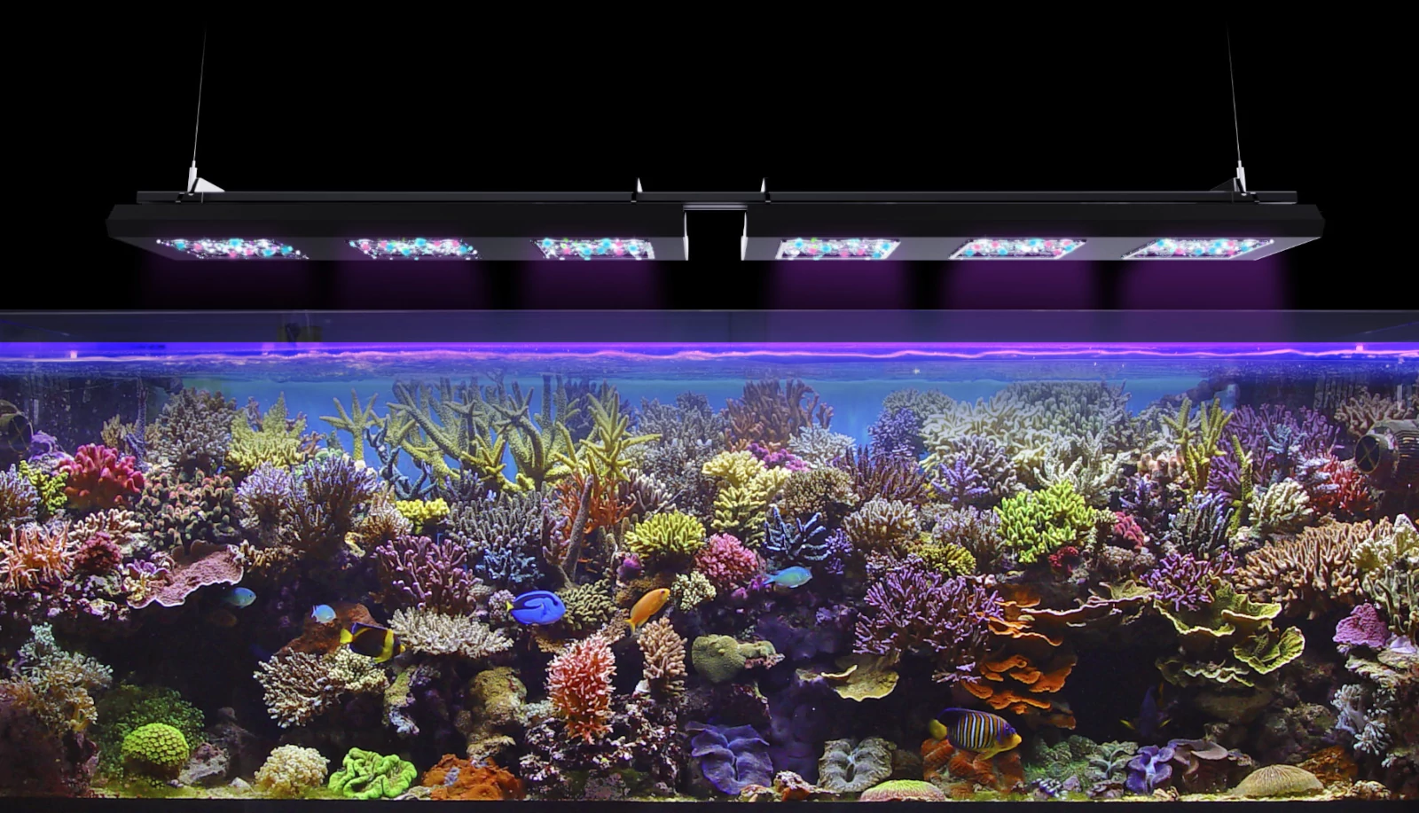 Reef Factory Reef Flare Pro L (Black)
